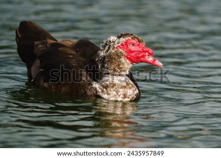The Muscovy duck (Cairina moschata). Close up portrait of a large duck, native to Mexico and Central and South America, swimming in water Royalty-Free Stock Photo #2435957849