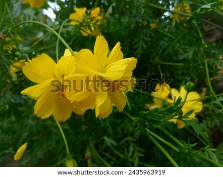 yellow Sulfur cosmos flowers in garden