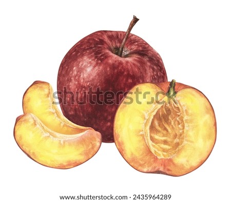 Apple and Peach Watercolor illustration. Hand drawn fresh Fruits on isolated white background. Botanical clip art painting. Plant drawing for nature print and stickers. For food packaging design