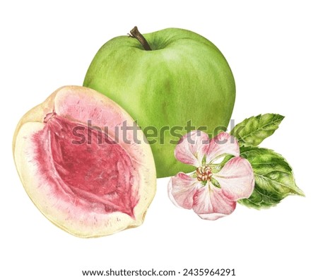 Apple and Peach Watercolor illustration. Hand drawn Fruits with flowers on isolated background. Botanical clip art painting. Plant drawing for nature print and stickers. For food packaging design