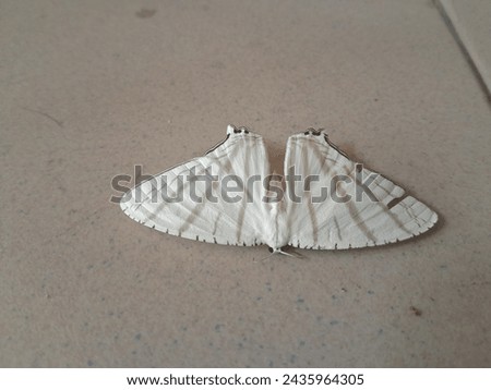micronia aculeate is a species of month in the subfamily  microniinae of the family ranidae which is found in india and sri lanka towards sulawesi .it was first described by achilles guenee in 1857 Royalty-Free Stock Photo #2435964305