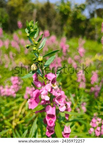 Stunning close-up of pink small flowers of Angelonia salicariifolia(Willowleaf angelon) ultrahd hi-res jpg stock image photo picture selective focus vertical background blurred background side view 