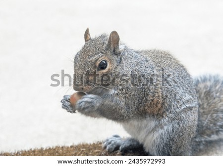 Close-up of Eastern Gray Squirrel showing action of rolling an acorn in its paws.