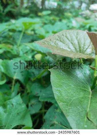 Sweet potato leaves are suitable as a backdrop for foods made from sweet potatoes