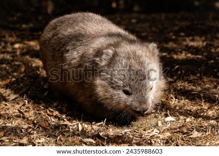 Cute portrait picture of an adult hairy nosed wombat in Maria Island, Tasmania. Beautiful native marsupial from Australia. Wombat in the forest eating during the day light.