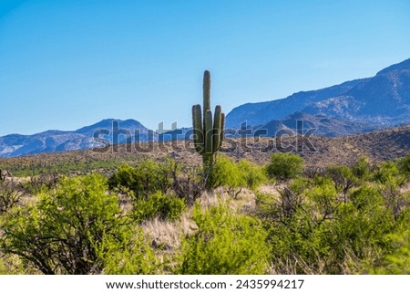 A long slender Saguaro Cactus in Tucson, Arizona Royalty-Free Stock Photo #2435994217
