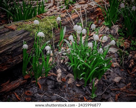 Close-up of a bunch of blooming spring flowers, dark background, forest