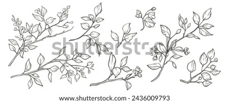 Set of branches with leaves in minimal line art style. Hand drawn sketch vector botanical elements Royalty-Free Stock Photo #2436009793