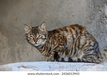 homeless sleepy cat cute mammal portrait sitting pose near grunge textured slum back street wall outdoor 1