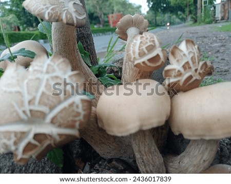 picture of a bunch of mushroom 