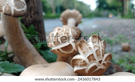 picture of a bunch of mushroom 