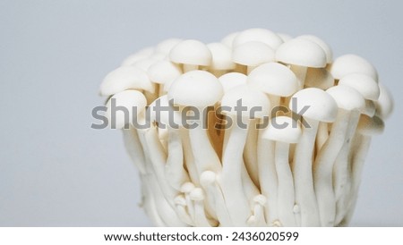 Elegant white shimeji mushrooms stand out against a subtle gray background, their delicate caps and slender stems captivating in a beautiful close-up composition, evoking a sense of culinary sophistic