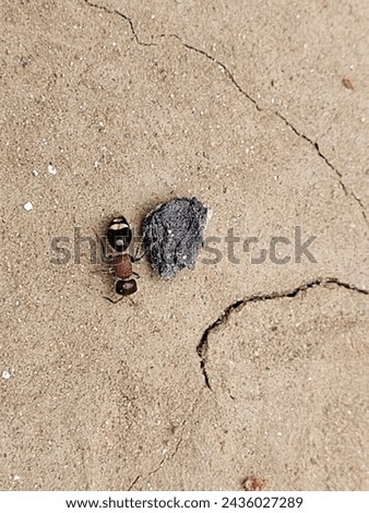 Black Red colors Insect photography in detail .ants isolated  Royalty-Free Stock Photo #2436027289