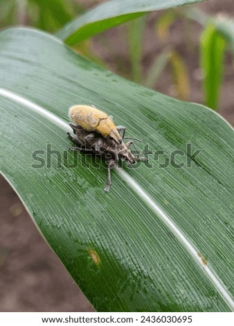 One of the insect species on corn plants