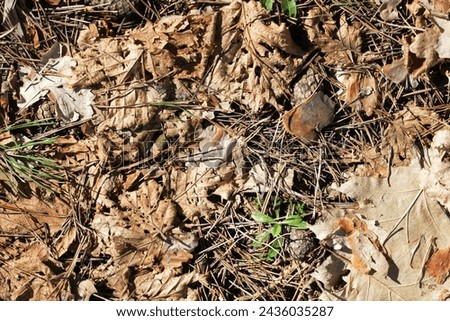 Forest ground dry needles. Dead coniferous pattern. Yellow brown dried pine needles. Closeup nature background. Autumn woods ground. Undergrowth texture. Dry leaves and pine cones. Royalty-Free Stock Photo #2436035287