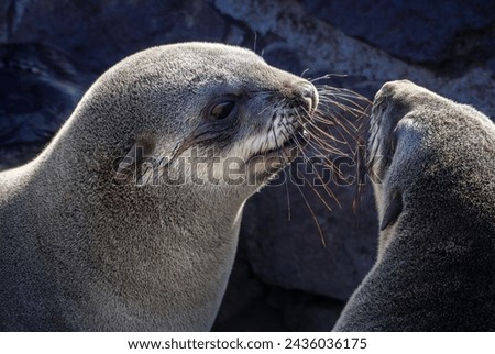 Pair of the Cape fur Seals at the Cape Cross nature reserve, coast of Atlantic Ocean, Namibia. Portrait of the Brown fur Seals, closeup. Two eared seals in wildlife, marine animals of Southern Africa. Royalty-Free Stock Photo #2436036175