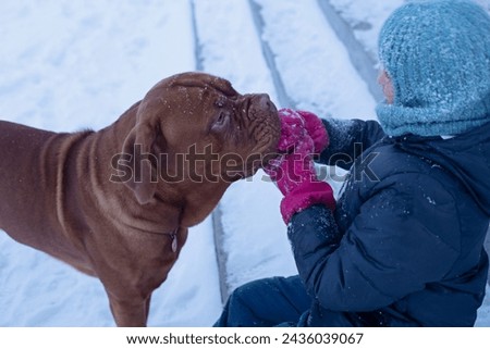 A dog pulls a child's mitten off on the street. A huge dog plays with a child in the snow. Little girl plays with her purebred dog outside in winter weather
