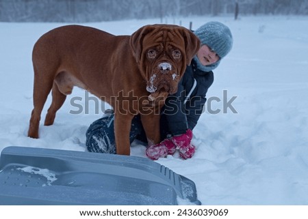A child plays outside with a French mastiff. Winter fun outside with child and purebred dogs Royalty-Free Stock Photo #2436039069
