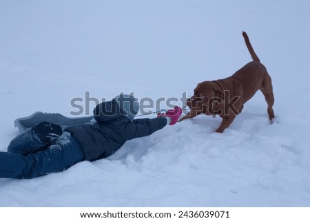 A child is being dragged through the snow by a huge dog. Aggressive dog plays with a child. Dangerous game between a child and a dog