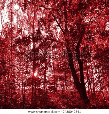 Red landscape, beautiful trees in forest, sunny day, red photo