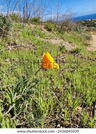 bright orange california golden poppy flower blooming along a nature trail in Malibu 