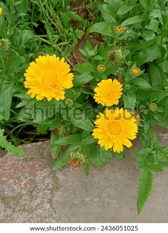 Yellow Daisy flower in my garden.