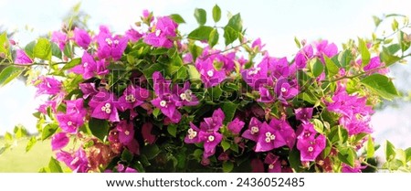 Blossoming bougainvillea Magenta flowers close up, abstract natural background. south tropical beautiful plant in garden. bright gentle floral image. template for design