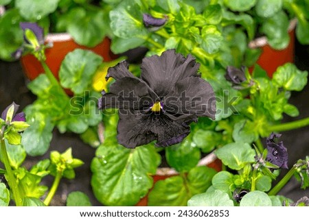 One large rare black pansy flower in a greenhouse Royalty-Free Stock Photo #2436062853