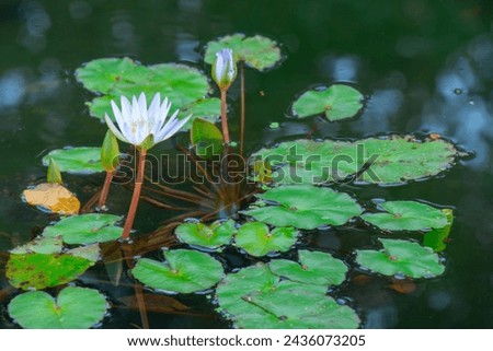 Pretty aquatic plant in a small pond in a Florida public park