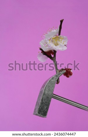 flowers and tools, feminine masculine concept  Royalty-Free Stock Photo #2436074447