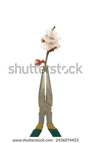 flowers and tools, feminine masculine concept  Royalty-Free Stock Photo #2436074453