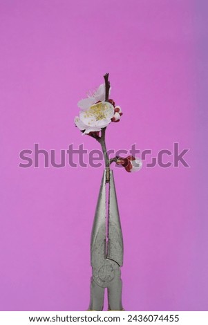 flowers and tools, feminine masculine concept  Royalty-Free Stock Photo #2436074455