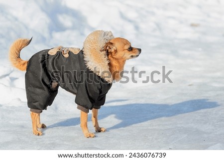 A Chihuahua dog in a winter jacket walks in the snow