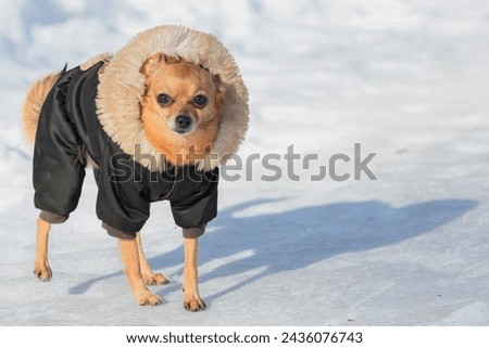 A Chihuahua dog in a winter jacket walks in the snow