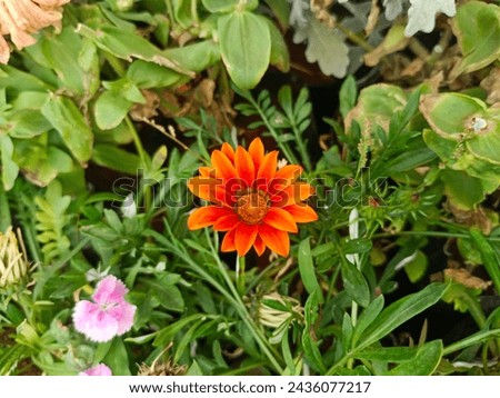 This is picture of a Gazania flower. It looks so beautiful. It is also known as treasure flower. This Gazania is a beautiful Daisy look like flower found mainly in South Africa.