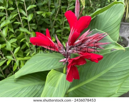 Red Canna glauca flowers pictured from above