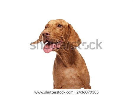Close-up of Hungarian Vizsla dog with tongue out looking away against white studio background. Playful, friendly expression. Concept of pet lovers, animal life, grooming and veterinary. Copy space