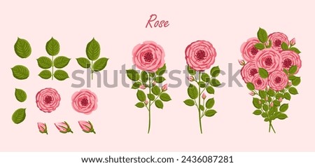 Roses flowers set. Floral plants with pink petals. Botanical vector illustration on isolated background.