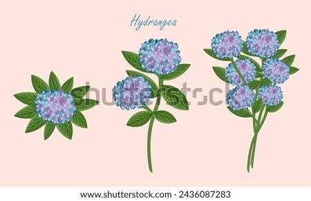 Hydrangea flower set. Floral plants with blue blooms. Botanical vector illustration on isolated background.