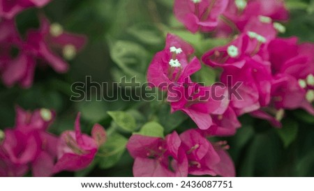 the pink bougainvillea with vintage mood. The soft pink bougainvillea for wedding wallpaper or background template. landscape and bokeh of flower picture