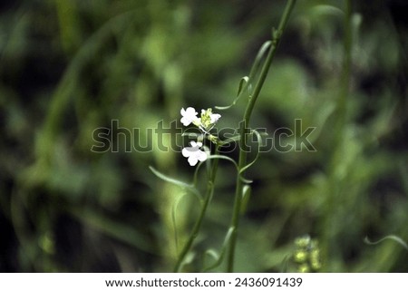 A nature photo of flowers and wildflowers taken in Kissimmee, Florida.