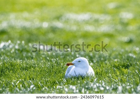 A seagull sits in a grass field. Rich colour and shallow depth of field in this vibrant picture of this beautiful bird. Herring gull. 