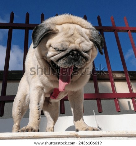Pug yawning standing on the wall behind the railing