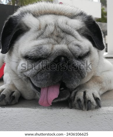 Close-up of senior pug dog,sticking tongue out and lying down