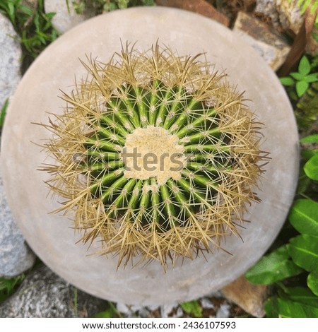 Top view spikey cactus pattern  Royalty-Free Stock Photo #2436107593