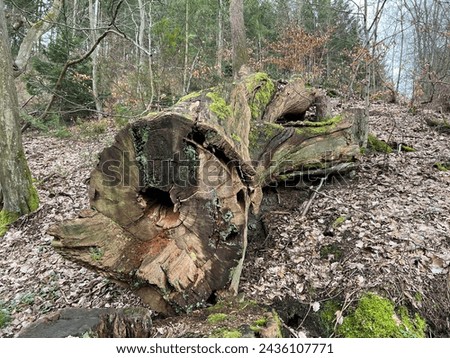 Rotten trees or tree stumps should be preserved as important biotopes.
 Royalty-Free Stock Photo #2436107771
