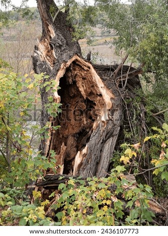 Rotten trees or tree stumps should be preserved as important biotopes.
 Royalty-Free Stock Photo #2436107773