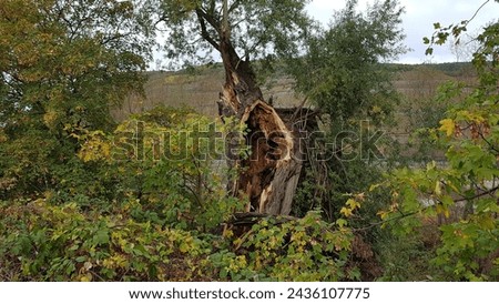 Rotten trees or tree stumps should be preserved as important biotopes.
 Royalty-Free Stock Photo #2436107775