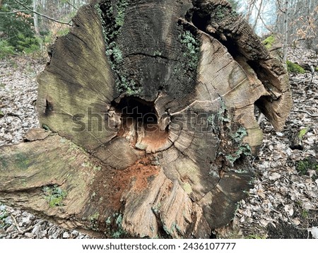 Rotten trees or tree stumps should be preserved as important biotopes.
 Royalty-Free Stock Photo #2436107777