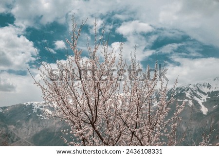 Blossom tree over nature background Spring flowersSpring Background. Mt. Hindukush mountains, Chitral Pakistan landscape.